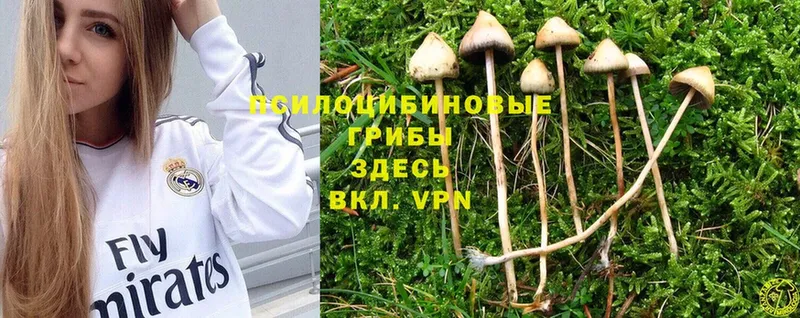 где купить наркотик  Морозовск  blacksprut вход  Галлюциногенные грибы мицелий 